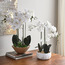 جذع أوركيد في إناء - لوتي - 64 سم-household-gardenandoutdoor-artificialflowersandplants-flowers-image-1