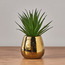 نبات الصبار في إناء - إيدا - 17 سم-household-gardenandoutdoor-artificialplants-pottedplants-image-3