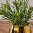 Ida Spike Plant in Pot - 17 cm-household-gardenandoutdoor-artificialplants-pottedplants-image-2