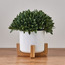 Viv Bay Leaf Plant in Pot - 23 cm-binpromo_ALLBANKS_OMN_14032025-image-1