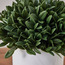 Viv Bay Leaf Plant in Pot - 23 cm-binpromo_ALLBANKS_OMN_14032025-image-2