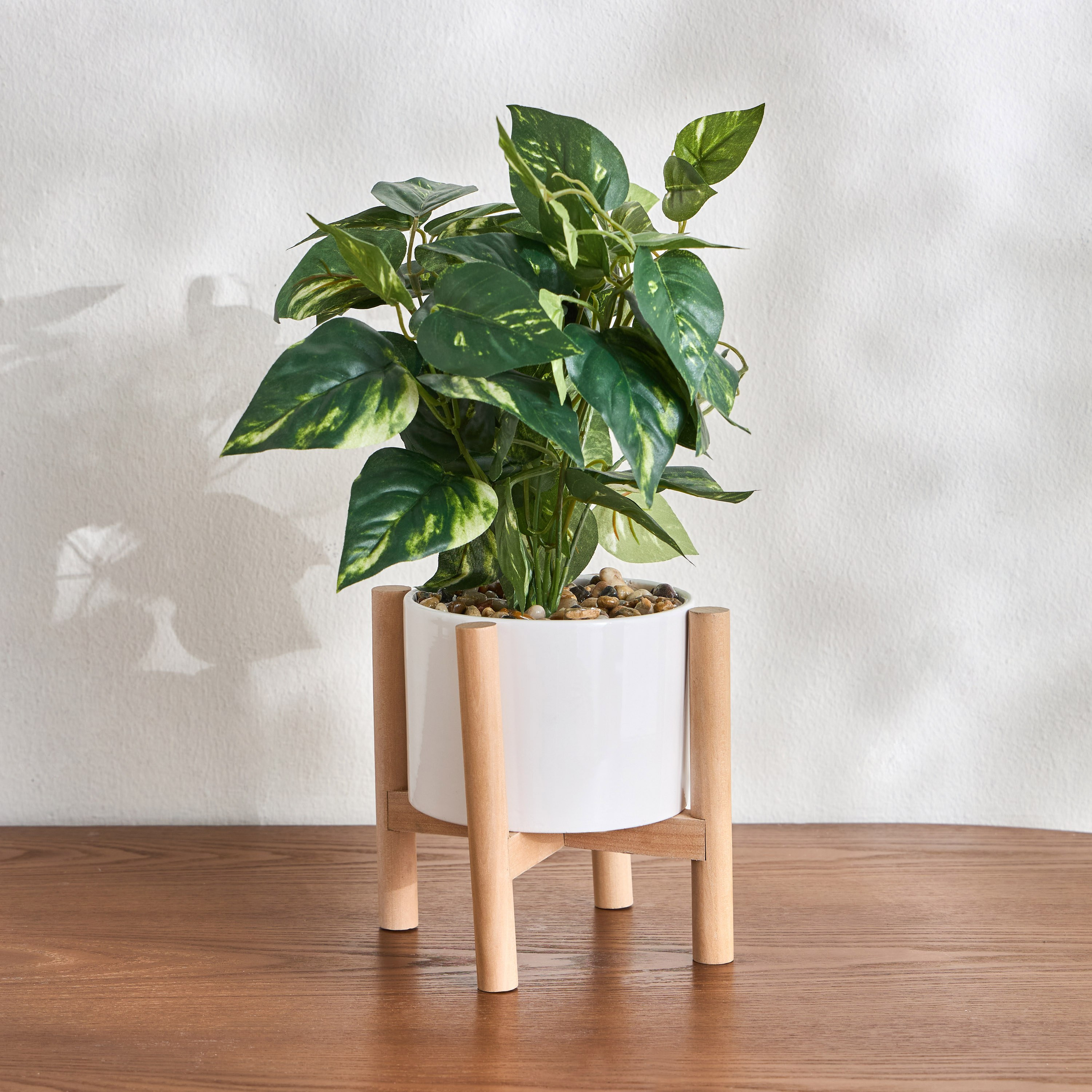 Viv Philo Bush with Pot - 36 cm