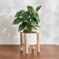 Viv Philo Bush with Pot - 36 cm-household-gardenandoutdoor-artificialplants-pottedplants-image-1