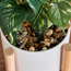 Viv Philo Bush with Pot - 36 cm-household-gardenandoutdoor-artificialplants-pottedplants-image-2