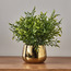 Cecilia Ruscus Plant in Pot - 29 cm-household-gardenandoutdoor-artificialplants-pottedplants-image-1