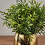 Cecilia Ruscus Plant in Pot - 29 cm-household-gardenandoutdoor-artificialplants-pottedplants-image-2
