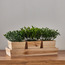 Wooden 3-Piece Mixed Plant in Pot Set - 18 cm-binpromo_ALLBANKS_OMN_14032025-image-1
