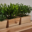 Wooden 3-Piece Mixed Plant in Pot Set - 18 cm-binpromo_ALLBANKS_OMN_14032025-image-2