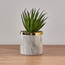 Aloe Plant in Pot - 17 cm-household-gardenandoutdoor-artificialplants-succulents-image-1