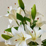 Tiger Lily in Glass Vase - 15 cm-household-gardenandoutdoor-artificialflowersandplants-flowers-image-2