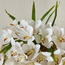 Roseus Orchid Cymbidium Plant with Pot - 34 cm-binpromo_KSA_Alrajhi_17062026-image-2