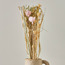 Dried Sola Thai Rose - 9 cm-household-gardenandoutdoor-artificialflowersandplants-bundlesandbouquets-image-1