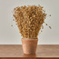 Harvest Tishi Grass in Terracotta Pot - 27 cm-household-gardenandoutdoor-artificialplants-pottedplants-image-1