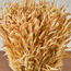 Harvest Avana Grass in Terracotta Pot - 27 cm-household-gardenandoutdoor-artificialplants-pottedplants-image-2