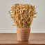 Harvest Tishi Avana Grass in Terracotta Pot - 25 cm-household-gardenandoutdoor-artificialflowersandplants-flowers-image-1
