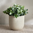 إناء زرع سيراميك - ليلي - 14 سم-household-gardenandoutdoor-potsandplanters-planters-image-4