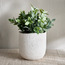 Lily Ceramic Planter - 14 cm-household-gardenandoutdoor-potsandplanters-planters-image-1