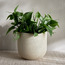 Lily Ceramic Planter - 16 cm-household-gardenandoutdoor-potsandplanters-planters-image-1