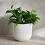 Lily Ceramic Planter - 16 cm-household-gardenandoutdoor-potsandplanters-planters-image-1