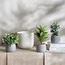 إناء زرع سيراميك - ليلي - 22 سم-binpromo_KSA_SNB_15092026-image-1