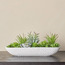 Noah Aeonium Succulent Garden - 15 cm-household-gardenandoutdoor-artificialplants-succulents-image-1