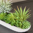 Noah Aeonium Succulent Garden - 15 cm-household-gardenandoutdoor-artificialplants-succulents-image-2