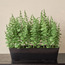نبات أوكالبتوس مع أصيص - 44 سم-household-gardenandoutdoor-artificialplants-pottedplants-image-3