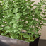 نبات أوكالبتوس مع أصيص - 44 سم-household-gardenandoutdoor-artificialplants-pottedplants-image-2
