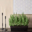 نبات أوكالبتوس مع أصيص - 44 سم-household-gardenandoutdoor-artificialplants-pottedplants-image-1