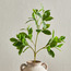 Sprig Peperomia Bush Branchlet - 25 cm-household-gardenandoutdoor-artificialflowersandplants-fillers-image-1
