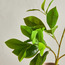 Sprig Peperomia Bush Branchlet - 25 cm-household-gardenandoutdoor-artificialflowersandplants-fillers-image-2