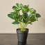 Stark Peperomia Plant with Pot - 23 cm-household-gardenandoutdoor-artificialplants-pottedplants-image-1