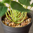 Stark Peperomia Plant with Pot - 23 cm-household-gardenandoutdoor-artificialplants-pottedplants-image-2
