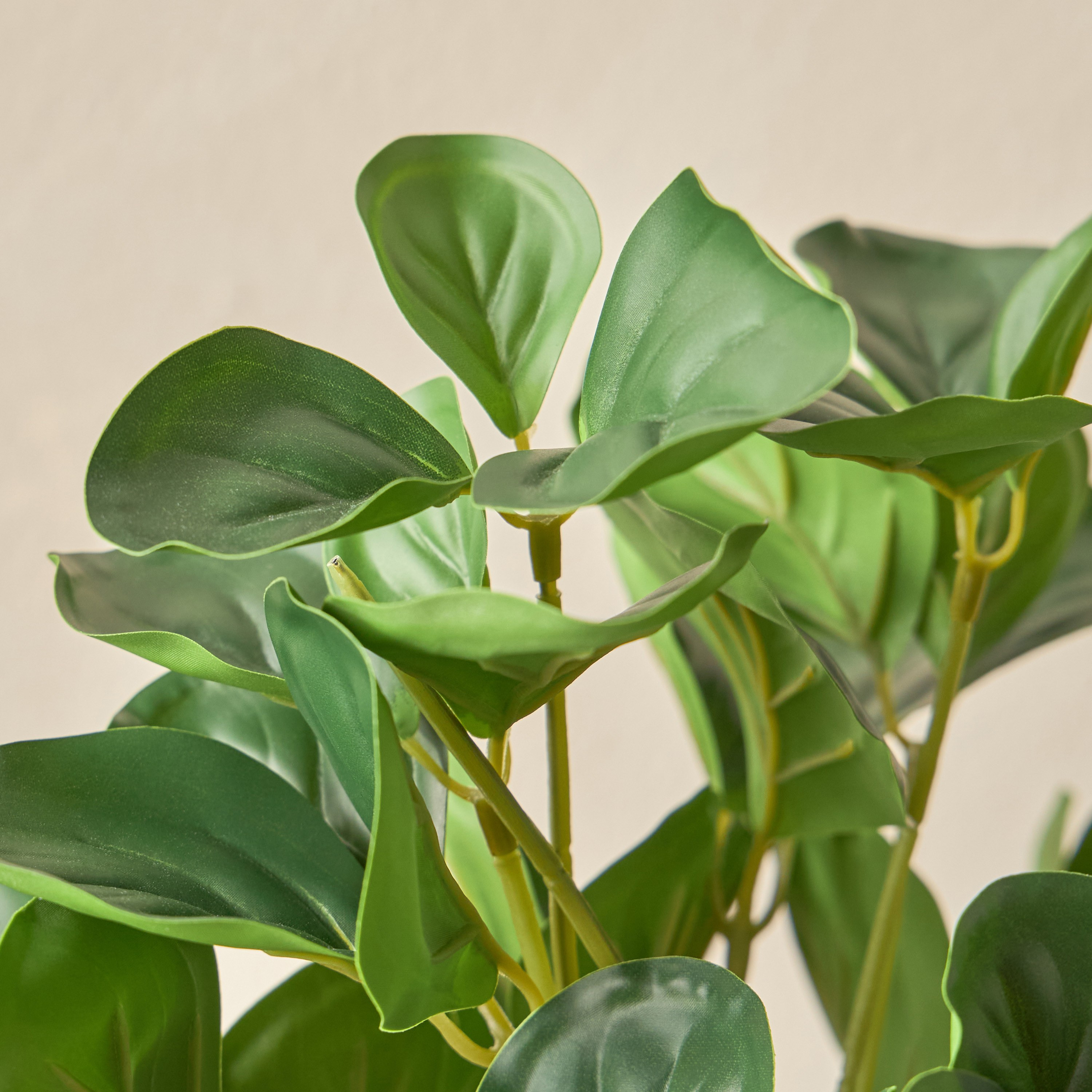 Stark Peperomia Plant with Pot - 23 cm-household-gardenandoutdoor-artificialplants-pottedplants-image-3