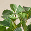 Stark Peperomia Plant with Pot - 23 cm-household-gardenandoutdoor-artificialplants-pottedplants-image-3