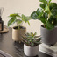 Stark Peperomia Plant with Pot - 23 cm-household-gardenandoutdoor-artificialplants-pottedplants-image-4