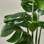 Stark Monstera Plant with Pot - 30 cm-household-gardenandoutdoor-artificialplants-pottedplants-image-2