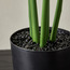 Stark Monstera Plant with Pot - 30 cm-household-gardenandoutdoor-artificialplants-pottedplants-image-3