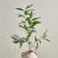 Sprig Long Leaf Eucalyptus Branchlet - 42 cm-household-gardenandoutdoor-artificialflowersandplants-fillers-image-1