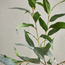 Sprig Long Leaf Eucalyptus Branchlet - 42 cm-household-gardenandoutdoor-artificialflowersandplants-fillers-image-2