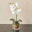 Clarity Orchid in Glass Pot - 18 cm-household-gardenandoutdoor-artificialflowersandplants-flowers-image-1