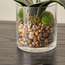 Clarity Orchid in Glass Pot - 18 cm-household-gardenandoutdoor-artificialflowersandplants-flowers-image-2