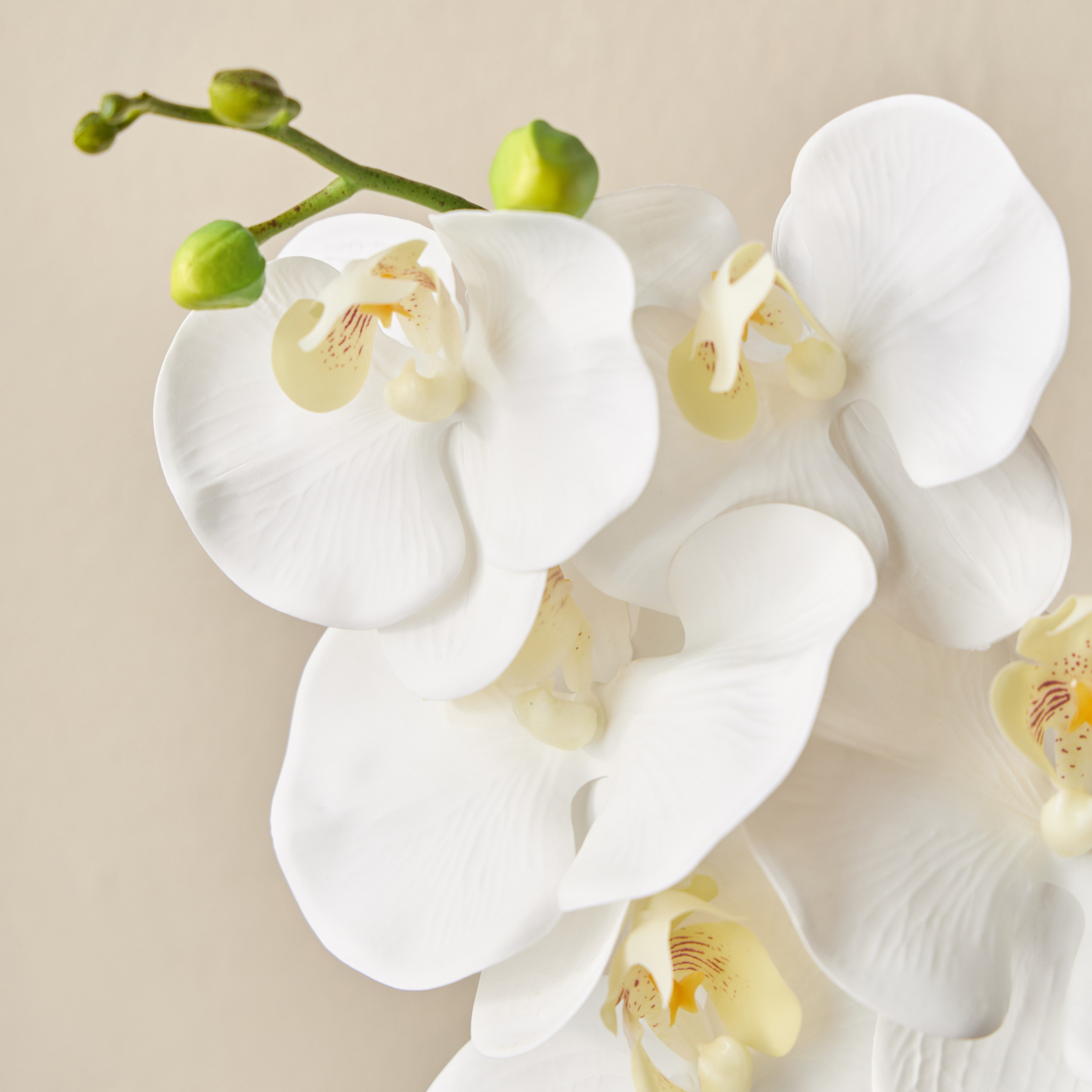 Clarity Orchid in Glass Pot - 18 cm-household-gardenandoutdoor-artificialflowersandplants-flowers-image-3