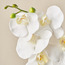 Clarity Orchid in Glass Pot - 18 cm-household-gardenandoutdoor-artificialflowersandplants-flowers-image-3