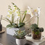 Clarity Orchid in Glass Pot - 18 cm-household-gardenandoutdoor-artificialflowersandplants-flowers-image-4