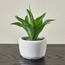 نبات عصاري صغير في إناء زرع أسمنت - تيرا - 19 سم-household-gardenandoutdoor-artificialplants-succulents-image-3