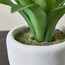 نبات عصاري صغير في إناء زرع أسمنت - تيرا - 19 سم-household-gardenandoutdoor-artificialplants-succulents-image-2