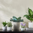 نبات عصاري صغير في إناء زرع أسمنت - تيرا - 19 سم-household-gardenandoutdoor-artificialplants-succulents-image-1