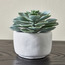 Terra Mini Succulent Atlantis Cement Pot - 14 cm-household-gardenandoutdoor-artificialplants-succulents-image-1