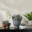 Terra Mini Succulent Atlantis Cement Pot - 14 cm-household-gardenandoutdoor-artificialplants-succulents-image-3